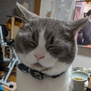 ままん