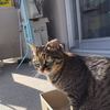 ちょこちゃん