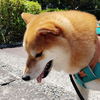 わん