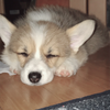 ラム🐶