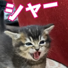 ユーザーアイコン