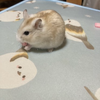 かあ