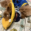 こも