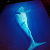 クジラ