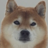 のなこん🐶🐬