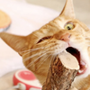 マタタビフタタビ