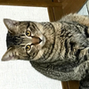 芸人+🐈️🐕️+世界一騙されたかんとも