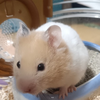 みずき