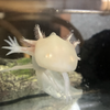 卵焼き🥚