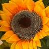 🌻暇割🌻
