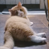 コネたす🐱