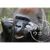 ポヨポヨ