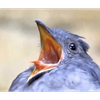 TG