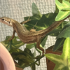 みどり