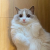 だんちょー