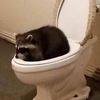 🦝