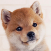 わんこ