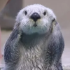 らっこ