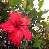 mahalo