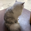 あやの