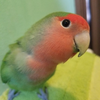 コロちゃん