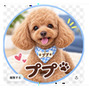 ププ