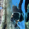 ペンギンの甥っ子