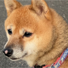 みずき