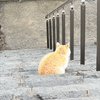C_2027 🥀🐈‍⬛