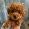 よっちゃん