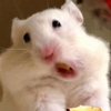 maimai☆