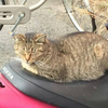 ポポ