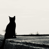 くろいねこ