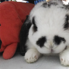 くろびん🐰🥭