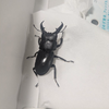 ミミガー