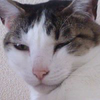 ユーザーアイコン