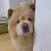 鼻垂れ小僧