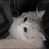 ぜん