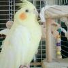 Hiona