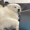 ゆーか