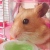 ひな( ¨̮ )