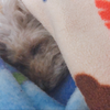 ゆーか🐶