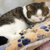 ねこ