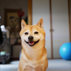 すず🐶