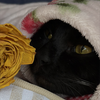 なーたん🐈‍⬛