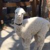 alpaca4
