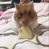 れなっ
