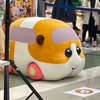 貴将
