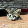もか