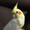 はーちゃん